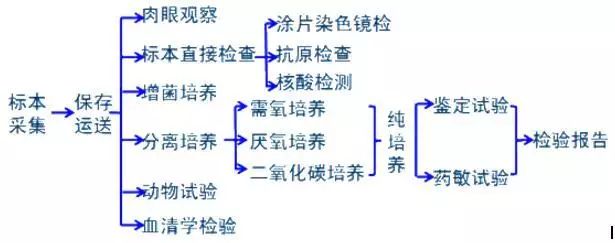 临床标本细菌检验的基本程序.jpg