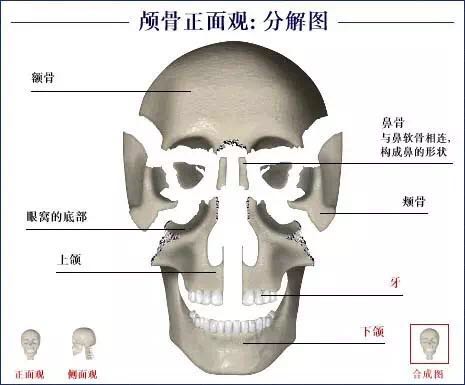 人体骨骼系统.jpg