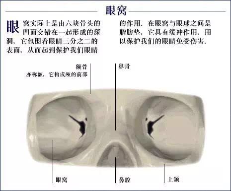 人体骨骼系统.jpg