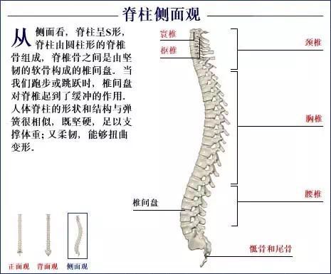 人体骨骼系统.jpg